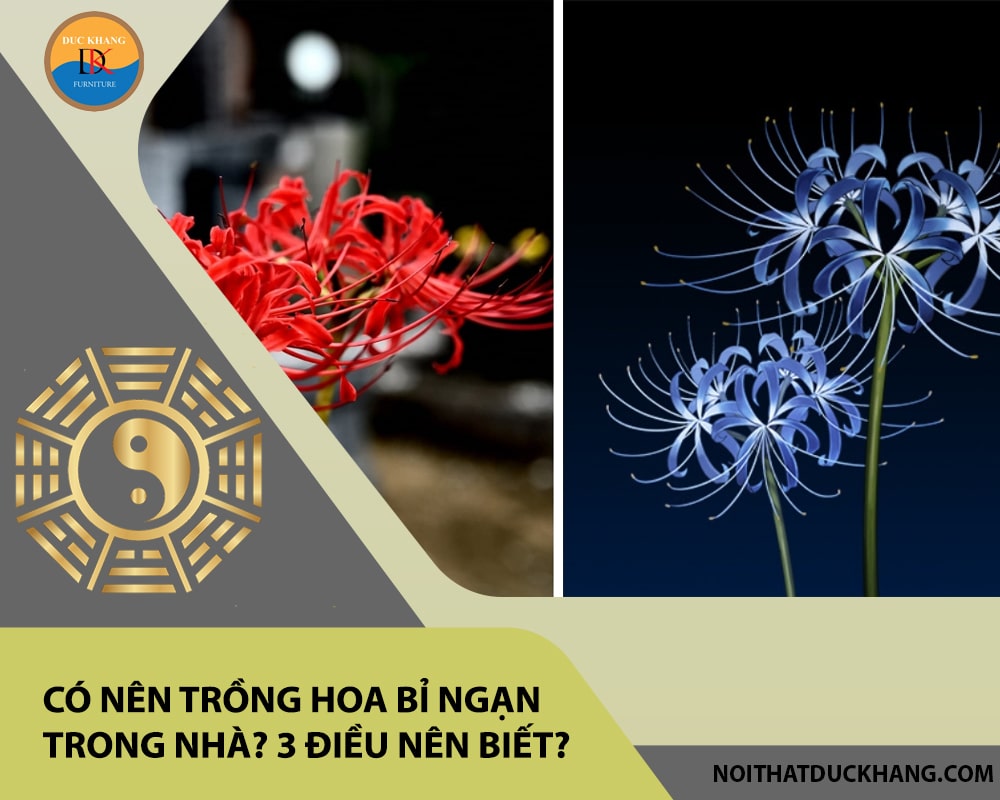 Có nên trồng hoa bỉ ngạn trong nhà? 3 điều nên biết? Có nên trồng hoa bỉ ngạn trong nhà? 3 điều nên biết?