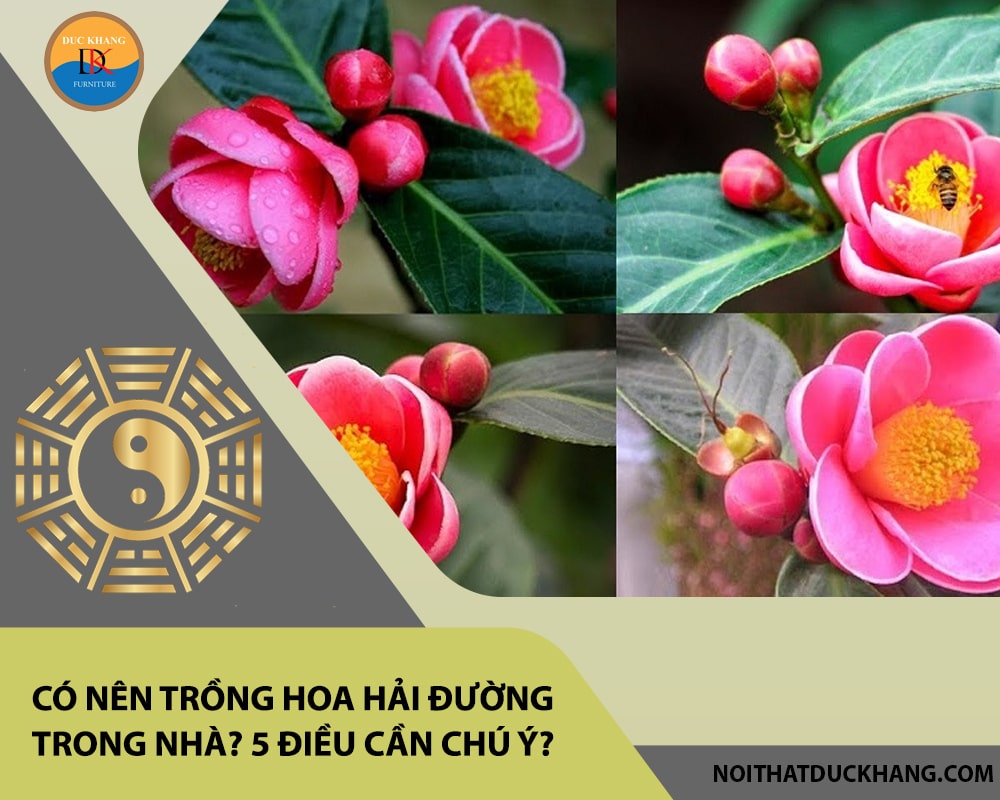 Có nên trồng hoa hải đường trong nhà? 5 điều cần chú ý?