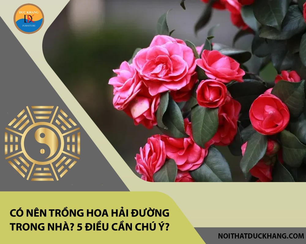 Có nên trồng hoa hải đường trong nhà? 5 điều cần chú ý?