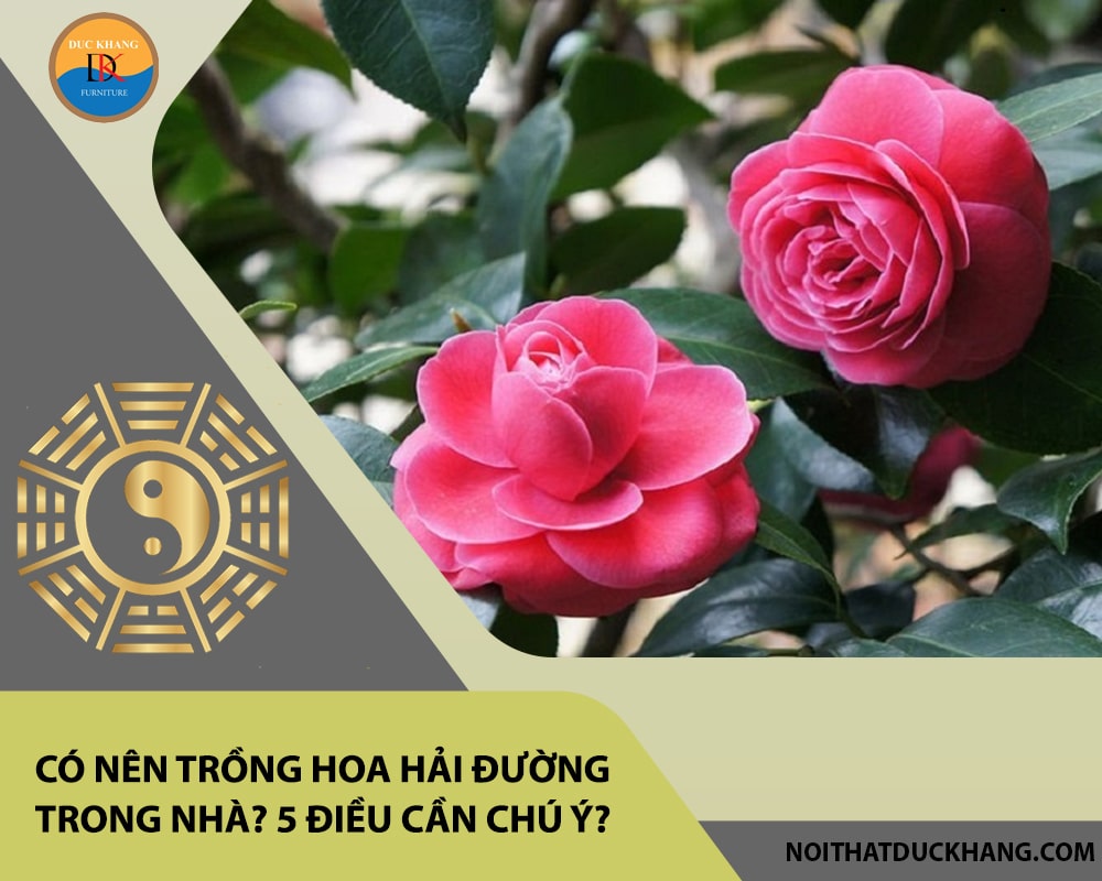 Có nên trồng hoa hải đường trong nhà? 5 điều cần chú ý?