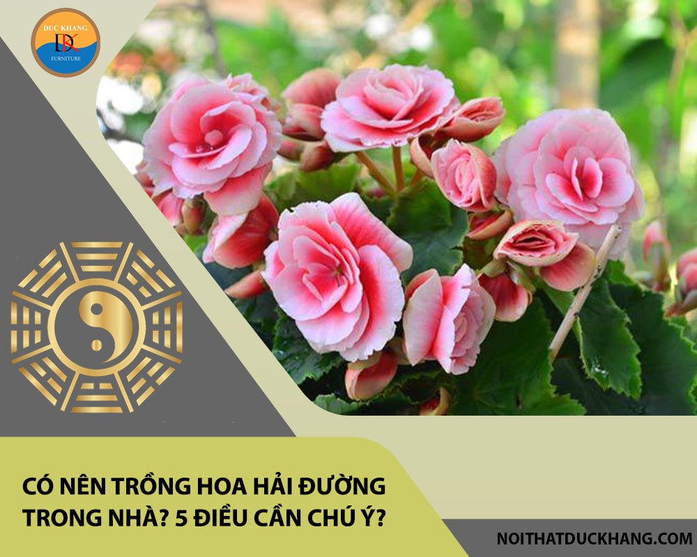 Có nên trồng hoa hải đường trong nhà? 5 điều cần chú ý?