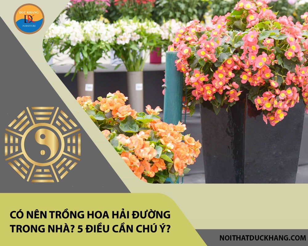 Có nên trồng hoa hải đường trong nhà? 5 điều cần chú ý?