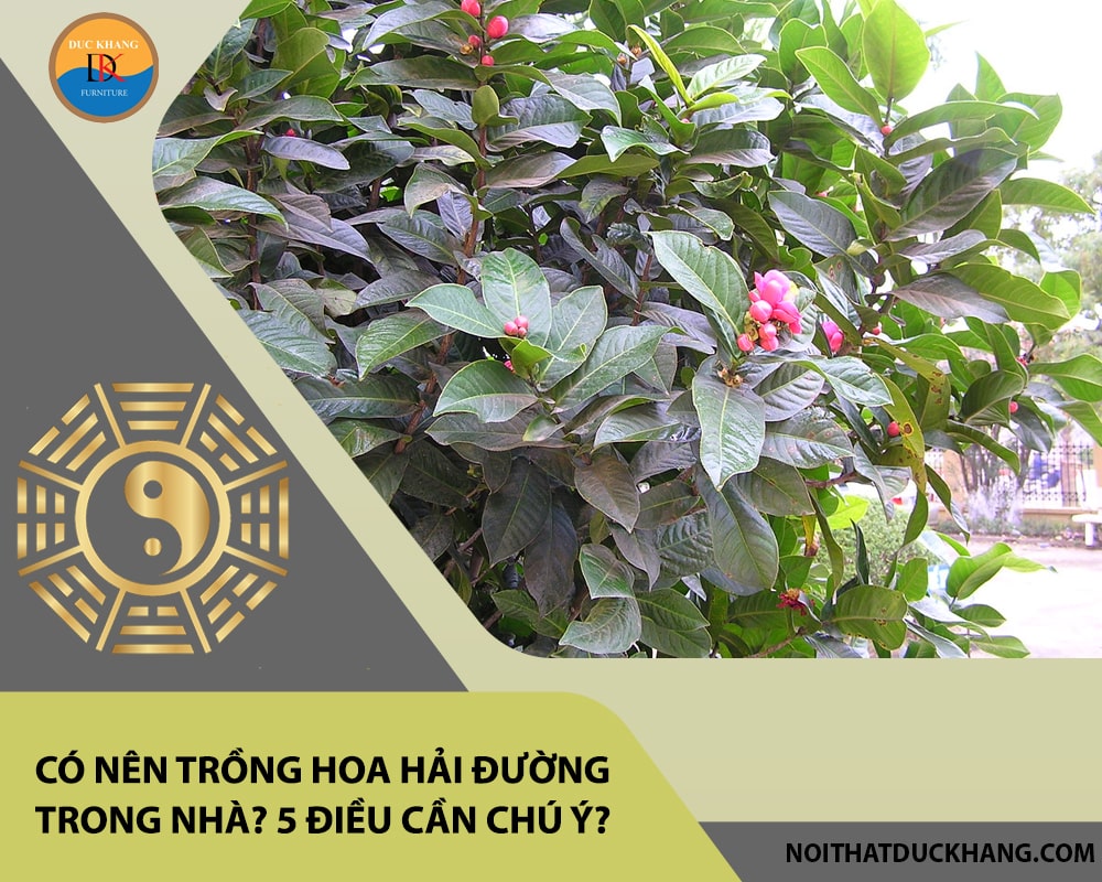 Có nên trồng hoa hải đường trong nhà? 5 điều cần chú ý?