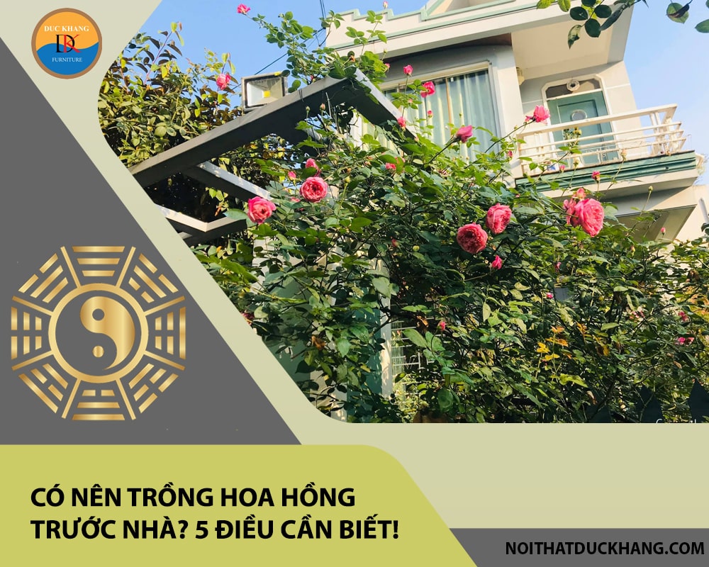 Có nên trồng hoa hồng trước nhà? 5 điều cần biết!