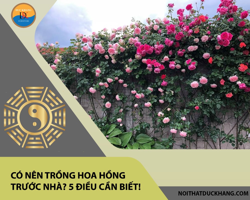 Có nên trồng hoa hồng trước nhà? 5 điều cần biết!