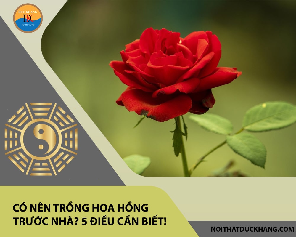 Có nên trồng hoa hồng trước nhà? 5 điều cần biết!