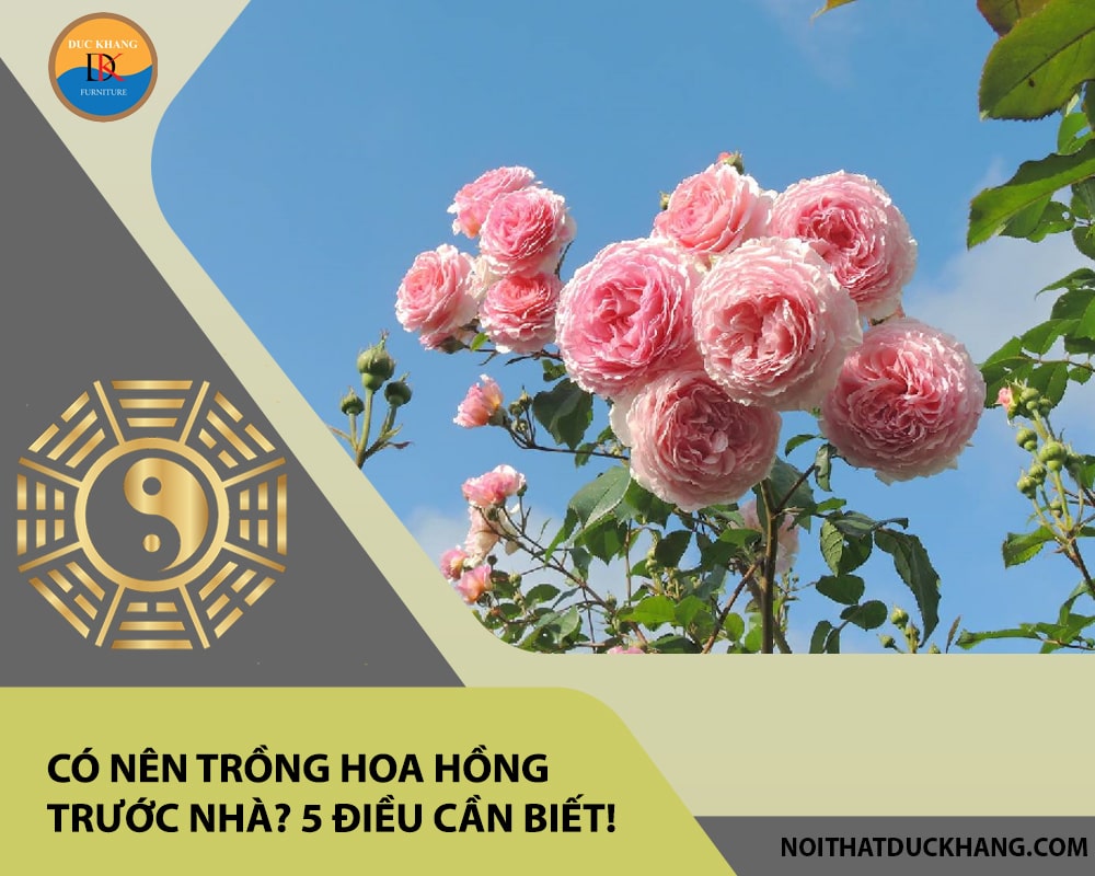 Có nên trồng hoa hồng trước nhà? 5 điều cần biết!