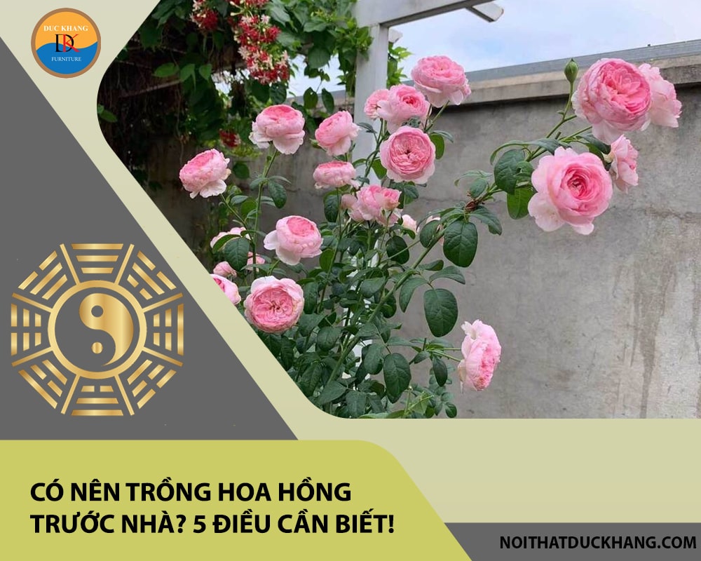 Có nên trồng hoa hồng trước nhà? 5 điều cần biết!