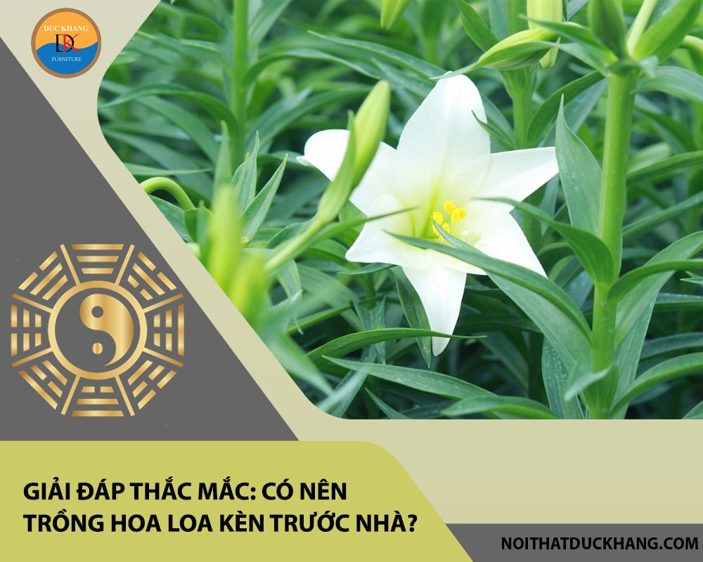 Giải đáp thắc mắc: Có nên trồng hoa loa kèn trước nhà? Giải đáp thắc mắc: Có nên trồng hoa loa kèn trước nhà?