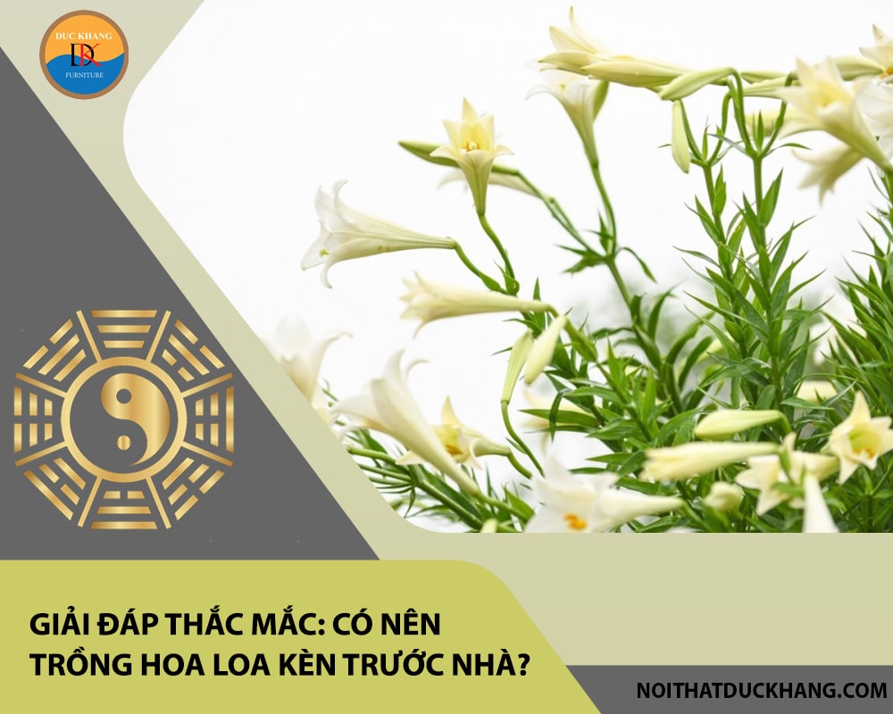 Giải đáp thắc mắc: Có nên trồng hoa loa kèn trước nhà? Giải đáp thắc mắc: Có nên trồng hoa loa kèn trước nhà?