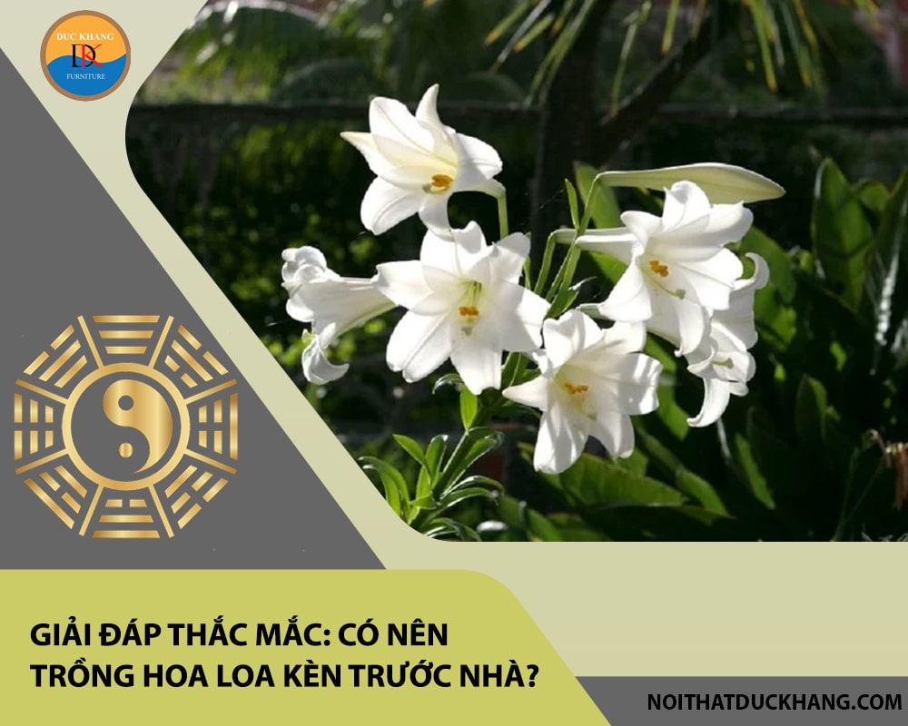 Giải đáp thắc mắc: Có nên trồng hoa loa kèn trước nhà? Giải đáp thắc mắc: Có nên trồng hoa loa kèn trước nhà?