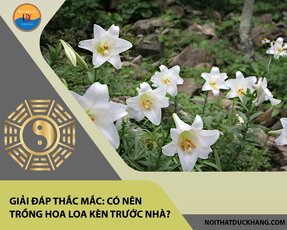Giải đáp thắc mắc: Có nên trồng hoa loa kèn trước nhà?