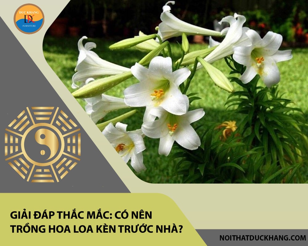 Giải đáp thắc mắc: Có nên trồng hoa loa kèn trước nhà? Giải đáp thắc mắc: Có nên trồng hoa loa kèn trước nhà?