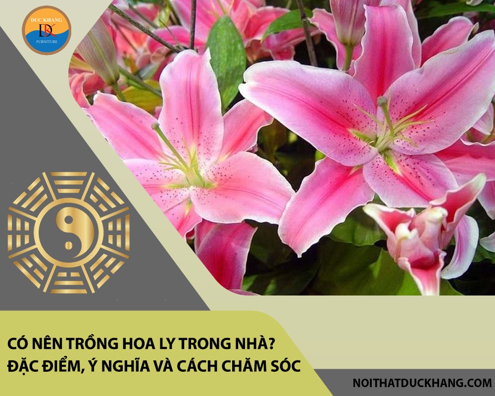 Có nên trồng hoa ly trong nhà? Đặc điểm, ý nghĩa và cách chăm sóc Có nên trồng hoa ly trong nhà? Đặc điểm, ý nghĩa và cách chăm sóc