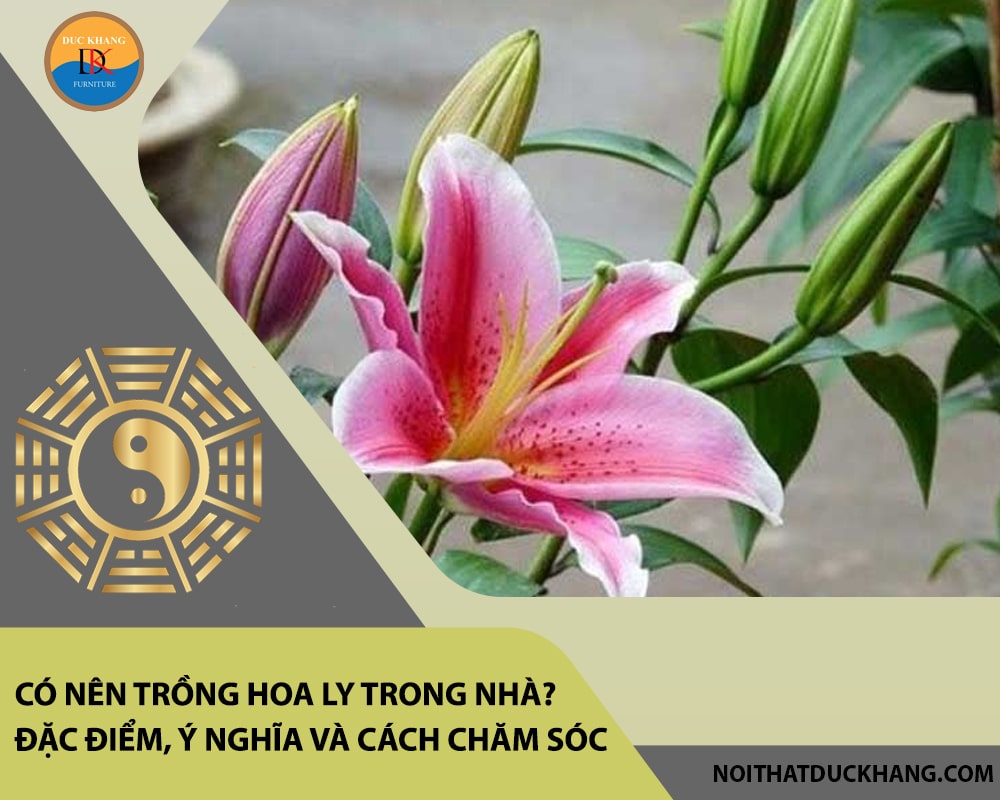 Có nên trồng hoa ly trong nhà? Đặc điểm, ý nghĩa và cách chăm sóc Có nên trồng hoa ly trong nhà? Đặc điểm, ý nghĩa và cách chăm sóc