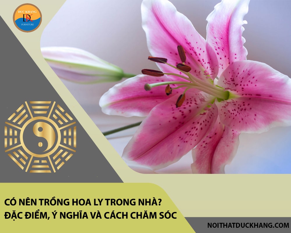 Có nên trồng hoa ly trong nhà? Đặc điểm, ý nghĩa và cách chăm sóc Có nên trồng hoa ly trong nhà? Đặc điểm, ý nghĩa và cách chăm sóc