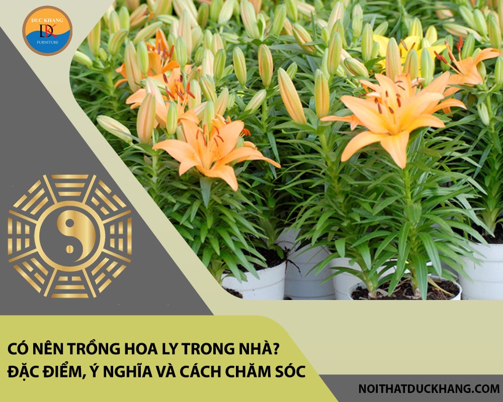 Có nên trồng hoa ly trong nhà? Đặc điểm, ý nghĩa và cách chăm sóc Có nên trồng hoa ly trong nhà? Đặc điểm, ý nghĩa và cách chăm sóc