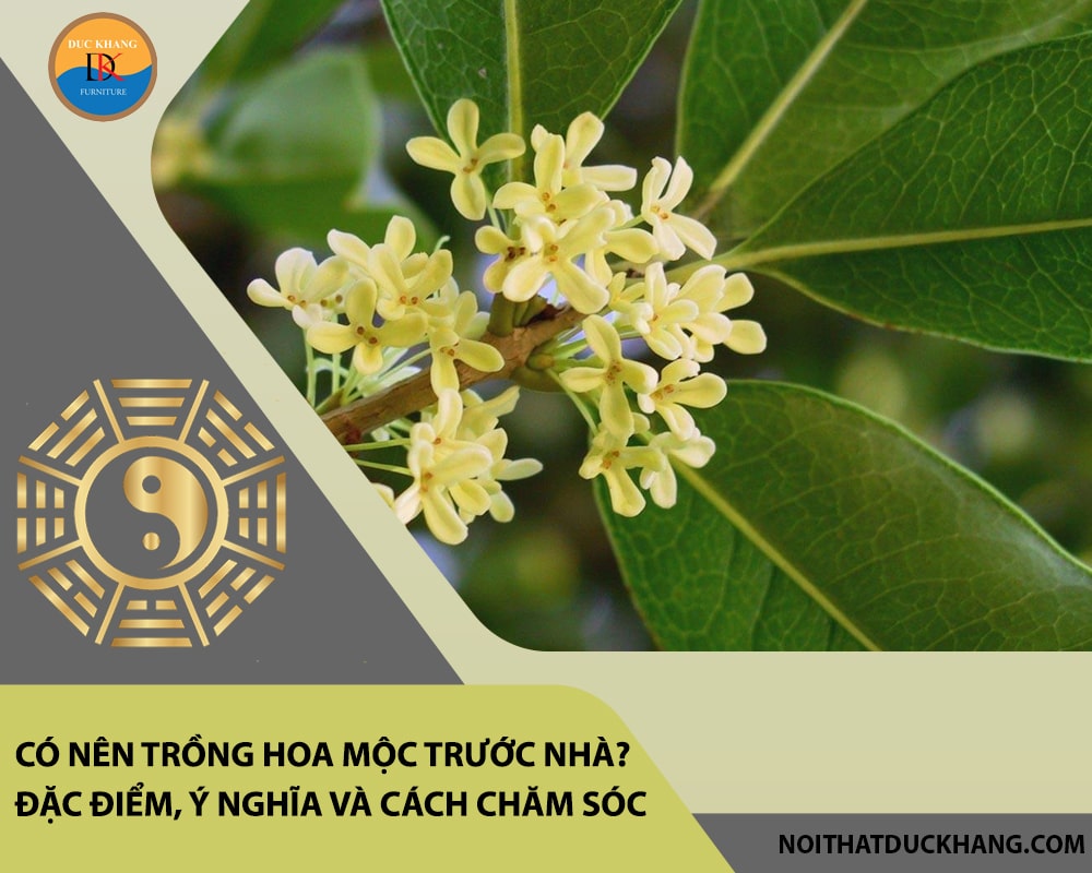 Có nên trồng hoa mộc trước nhà? Đặc điểm, ý nghĩa và cách chăm sóc Có nên trồng hoa mộc trước nhà? Đặc điểm, ý nghĩa và cách chăm sóc