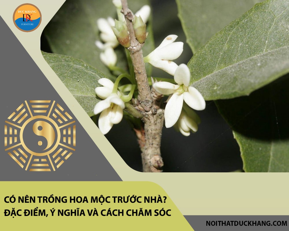 Có nên trồng hoa mộc trước nhà? Đặc điểm, ý nghĩa và cách chăm sóc Có nên trồng hoa mộc trước nhà? Đặc điểm, ý nghĩa và cách chăm sóc