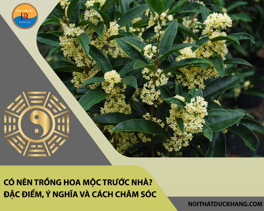 Có nên trồng hoa mộc trước nhà? Đặc điểm, ý nghĩa và cách chăm sóc Có nên trồng hoa mộc trước nhà? Đặc điểm, ý nghĩa và cách chăm sóc