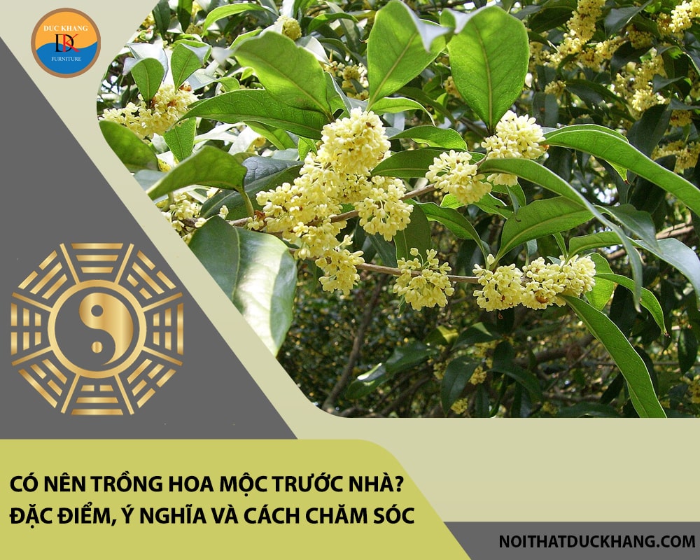 Có nên trồng hoa mộc trước nhà? Đặc điểm, ý nghĩa và cách chăm sóc Có nên trồng hoa mộc trước nhà? Đặc điểm, ý nghĩa và cách chăm sóc