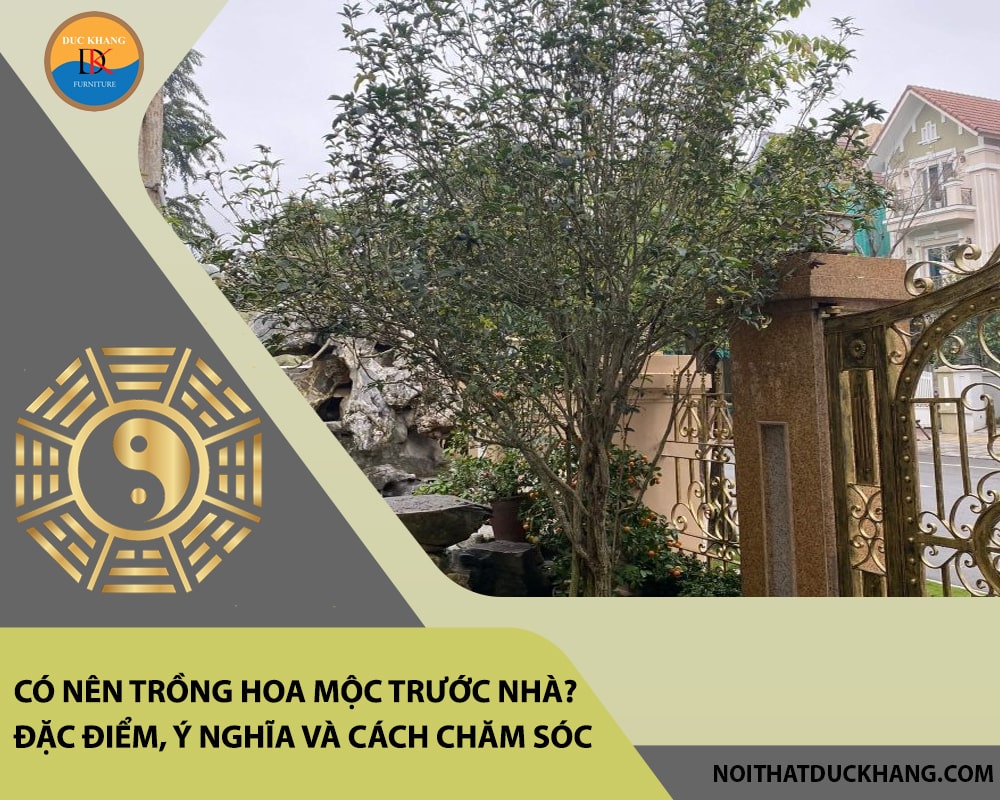 Có nên trồng hoa mộc trước nhà? Đặc điểm, ý nghĩa và cách chăm sóc