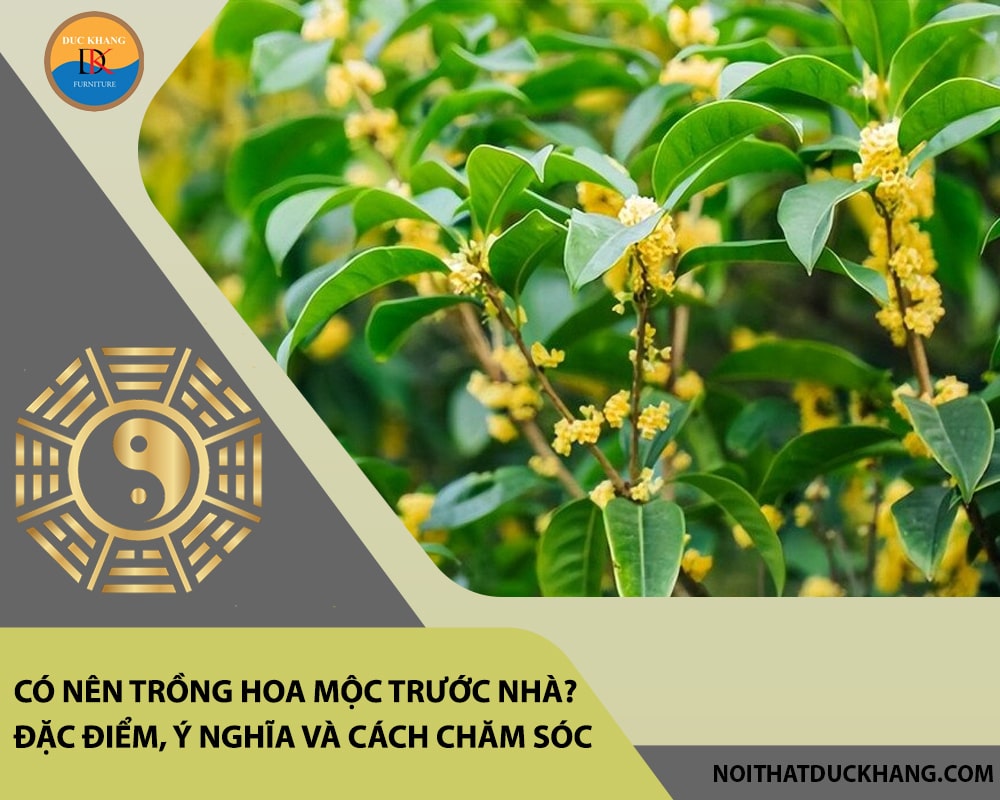 Có nên trồng hoa mộc trước nhà? Đặc điểm, ý nghĩa và cách chăm sóc Có nên trồng hoa mộc trước nhà? Đặc điểm, ý nghĩa và cách chăm sóc