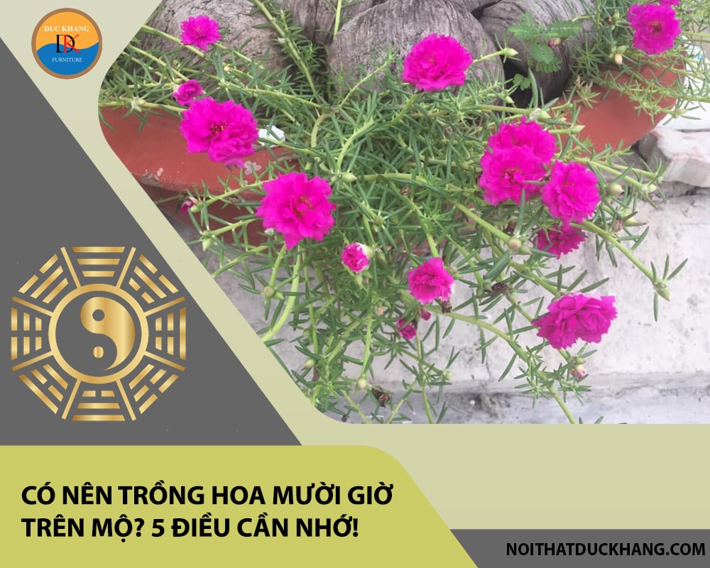 Có nên trồng hoa mười giờ trên mộ? 5 điều cần nhớ! Có nên trồng hoa mười giờ trên mộ? 5 điều cần nhớ!