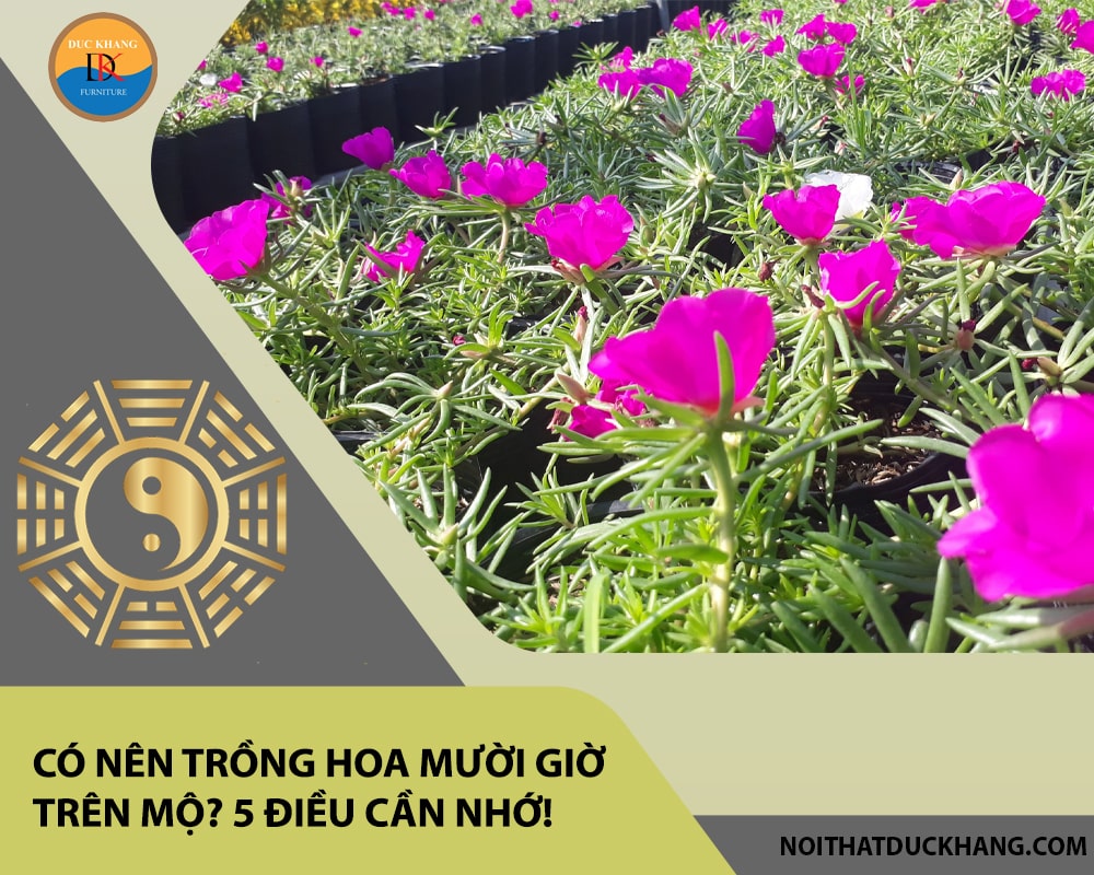 Có nên trồng hoa mười giờ trên mộ? 5 điều cần nhớ! Có nên trồng hoa mười giờ trên mộ? 5 điều cần nhớ!