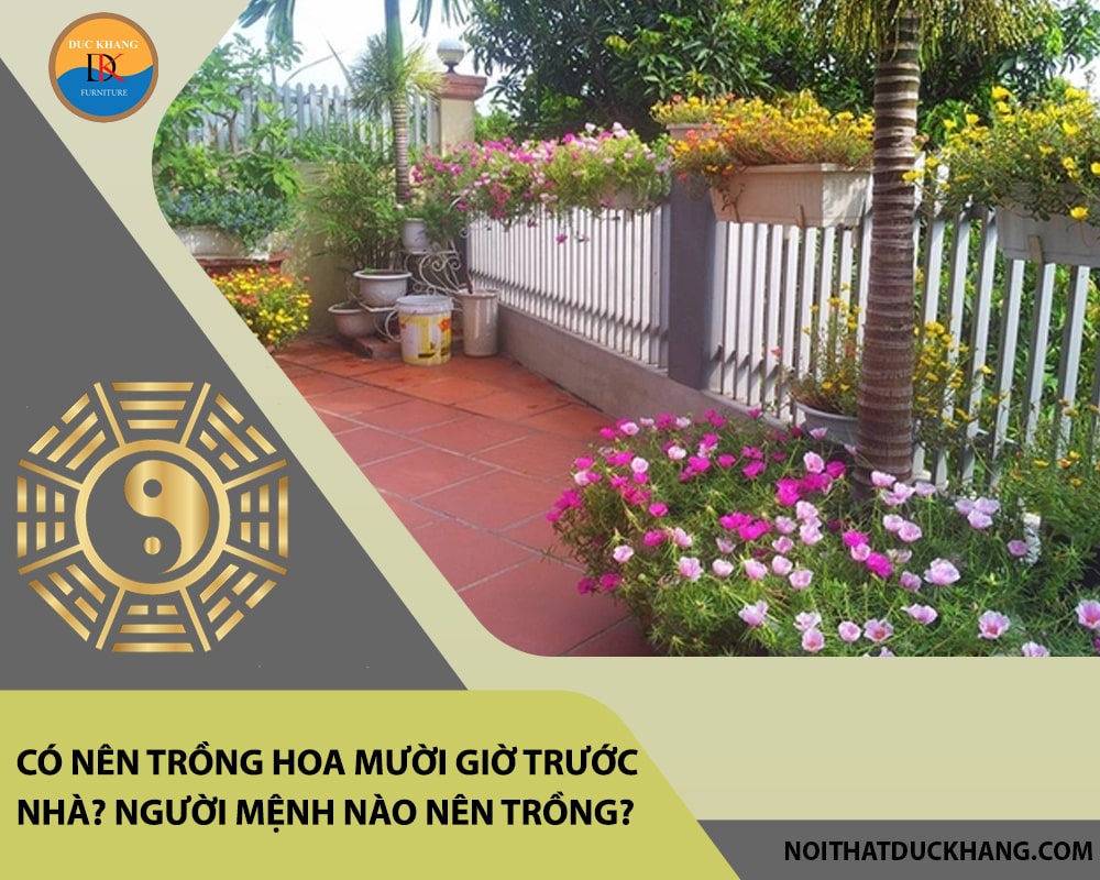 Có nên trồng hoa mười giờ trước nhà? Người mệnh nào nên trồng?