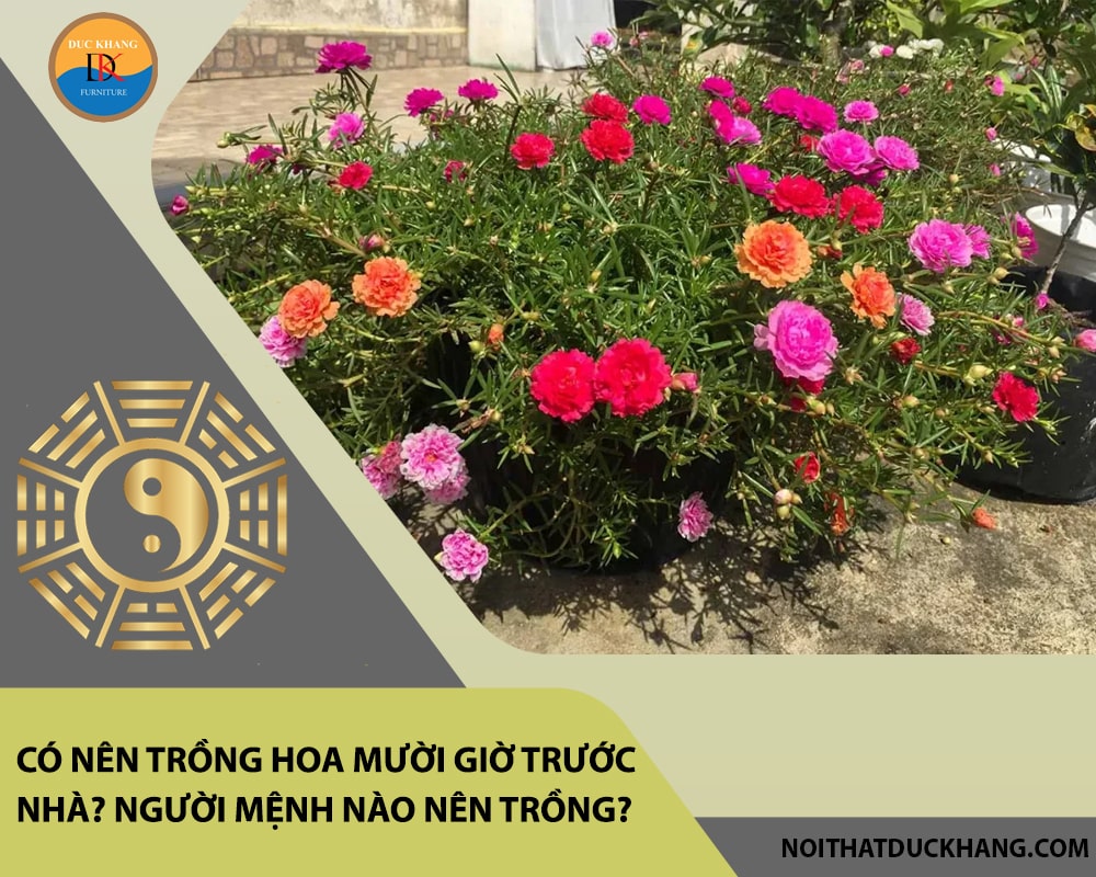 Có nên trồng hoa mười giờ trước nhà? Người mệnh nào nên trồng? Có nên trồng hoa mười giờ trước nhà? Người mệnh nào nên trồng?