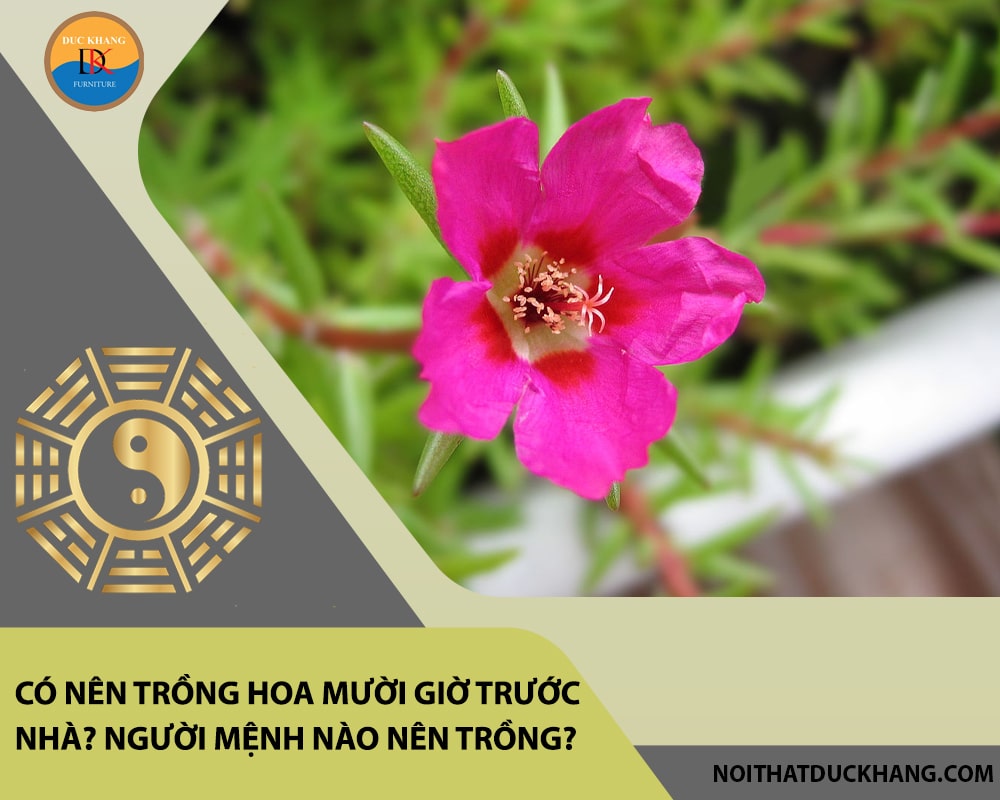 Có nên trồng hoa mười giờ trước nhà? Người mệnh nào nên trồng? Có nên trồng hoa mười giờ trước nhà? Người mệnh nào nên trồng?