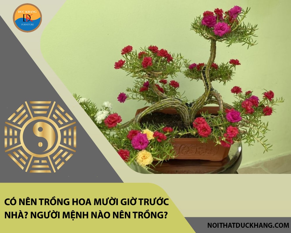 Có nên trồng hoa mười giờ trước nhà? Người mệnh nào nên trồng? Có nên trồng hoa mười giờ trước nhà? Người mệnh nào nên trồng?