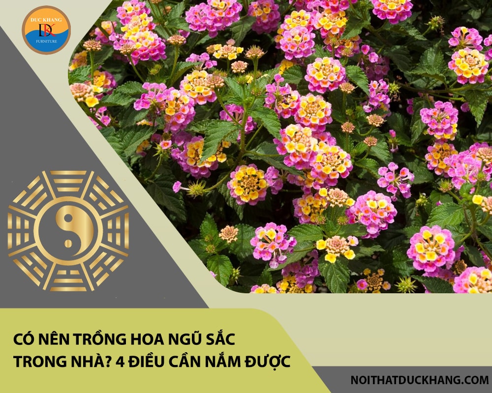Có nên trồng hoa ngũ sắc trong nhà? 4 điều cần nắm được