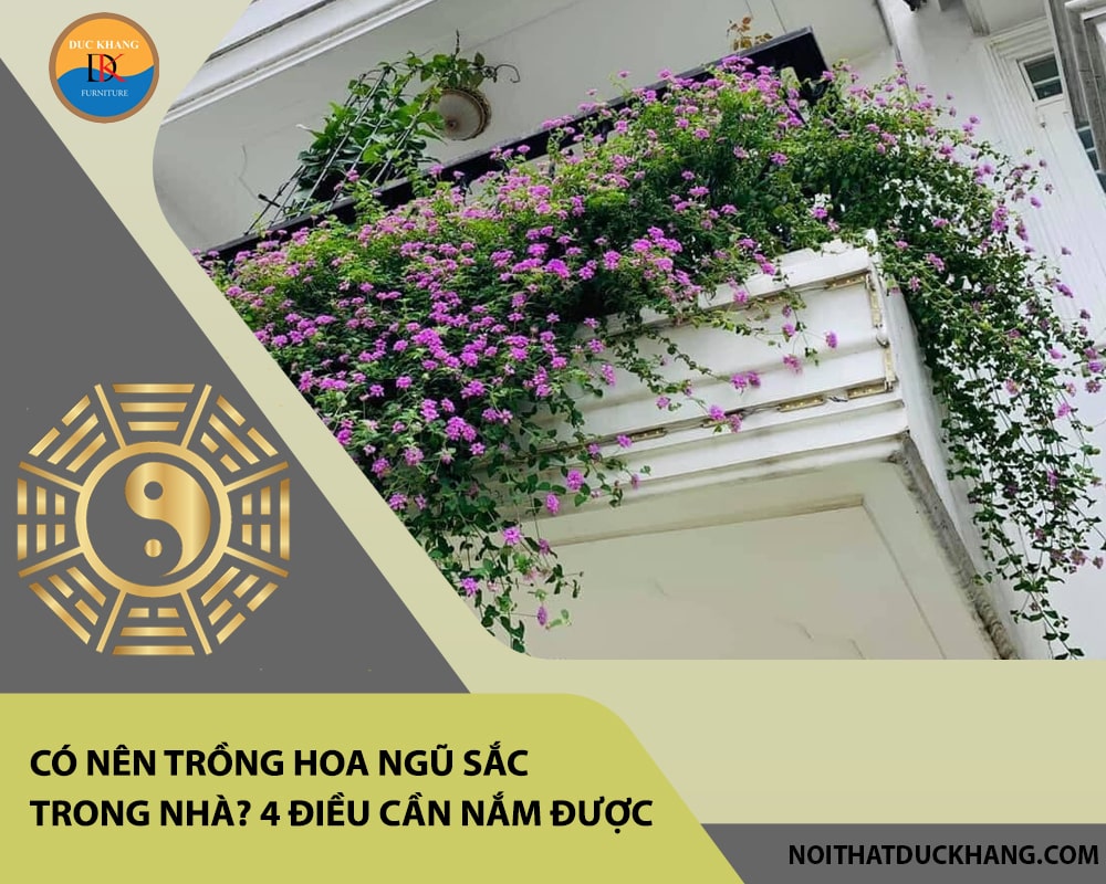 Có nên trồng hoa ngũ sắc trong nhà? 4 điều cần nắm được