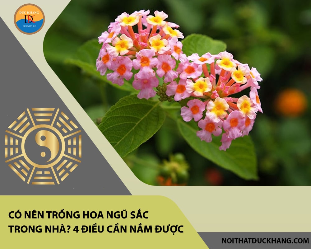 Có nên trồng hoa ngũ sắc trong nhà? 4 điều cần nắm được
