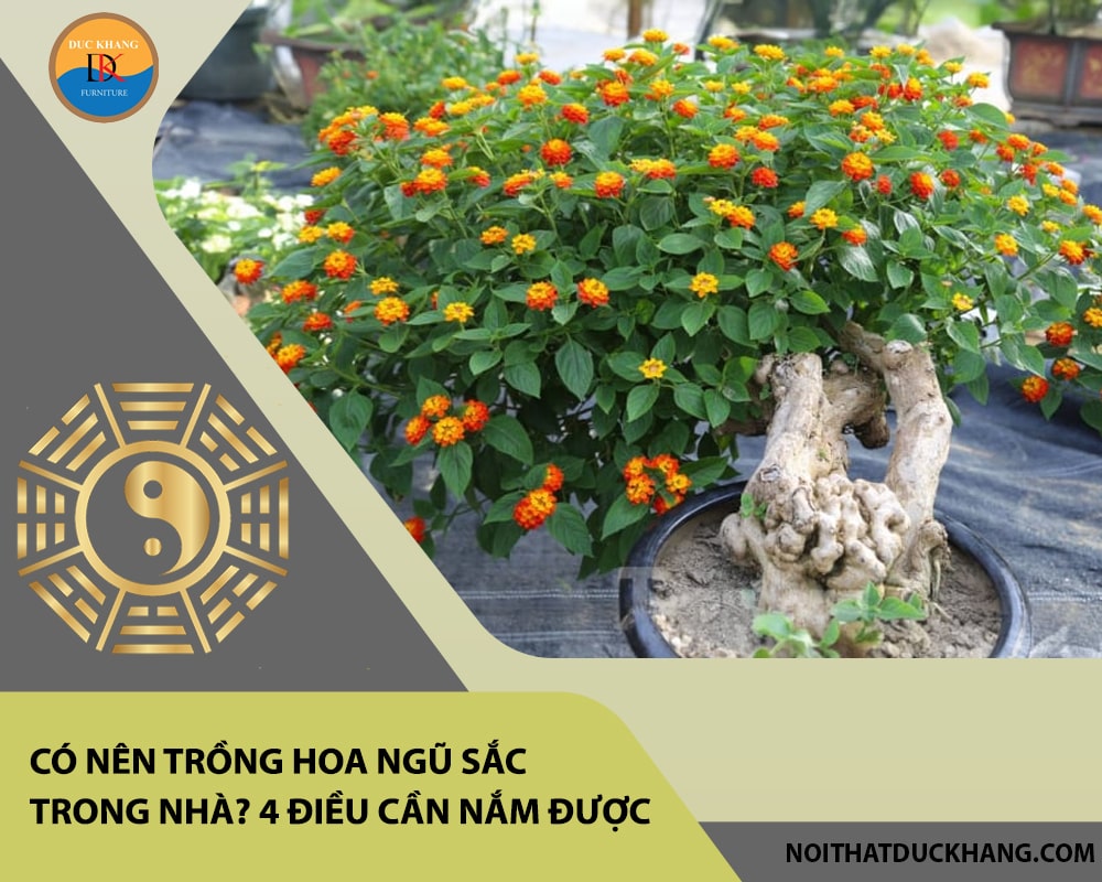 Có nên trồng hoa ngũ sắc trong nhà? 4 điều cần nắm được