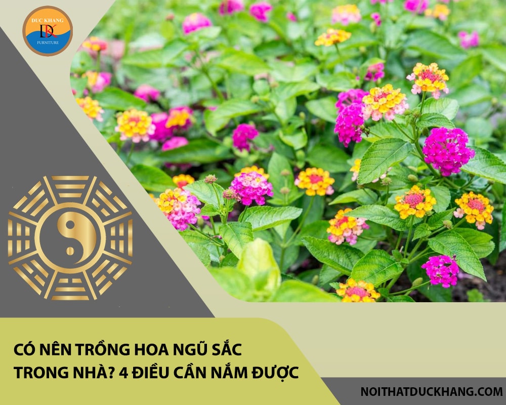 Có nên trồng hoa ngũ sắc trong nhà? 4 điều cần nắm được