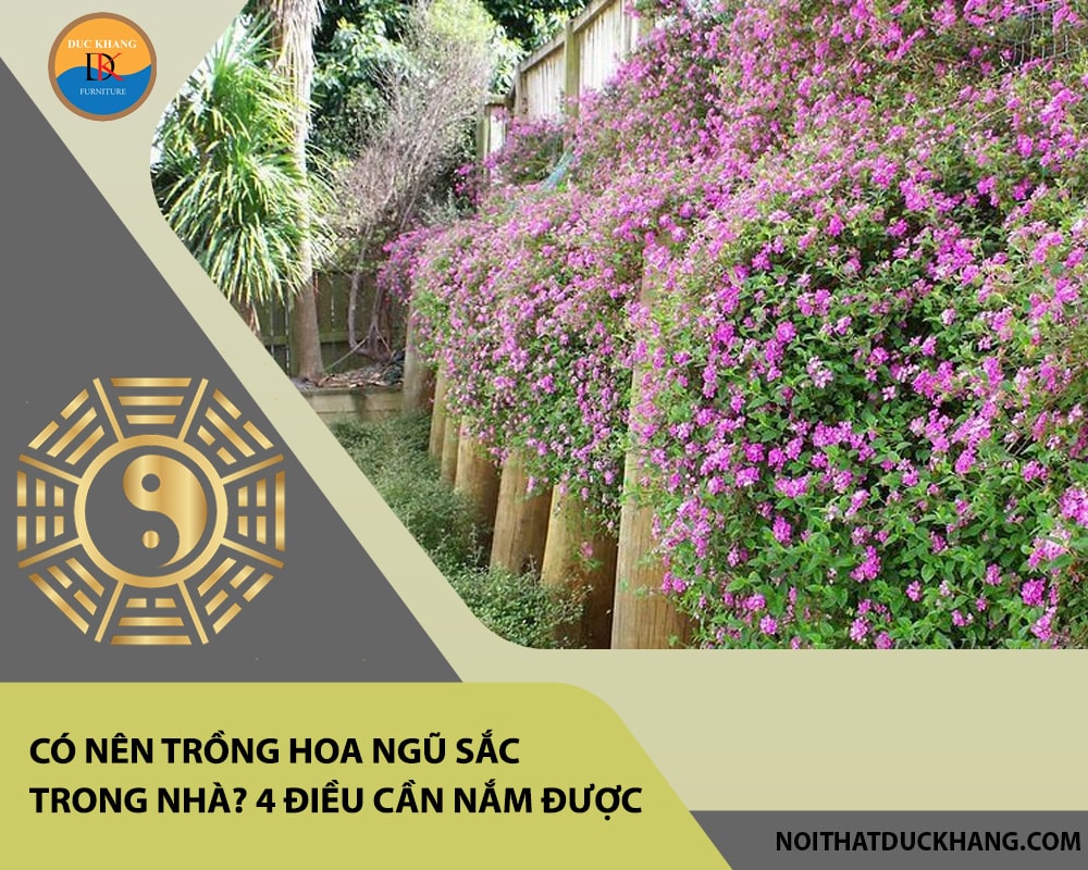 Có nên trồng hoa ngũ sắc trong nhà? 4 điều cần nắm được