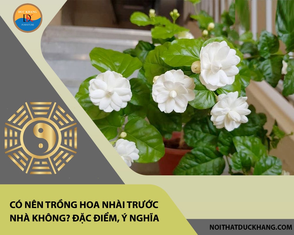 Có nên trồng hoa nhài trước nhà không? Đặc điểm, ý nghĩa