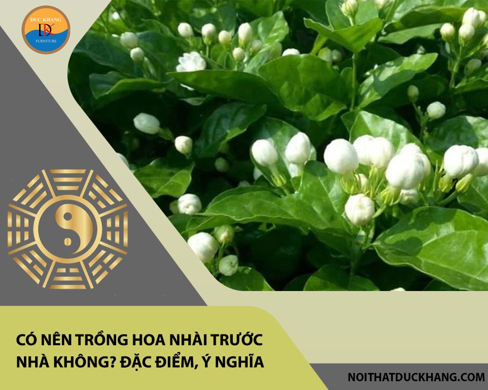Có nên trồng hoa nhài trước nhà không? Đặc điểm, ý nghĩa Có nên trồng hoa nhài trước nhà không? Đặc điểm, ý nghĩa