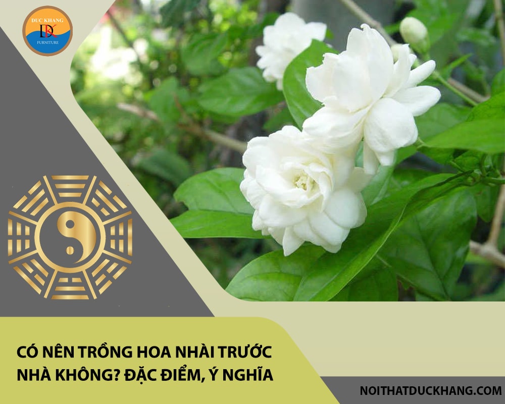 Có nên trồng hoa nhài trước nhà không? Đặc điểm, ý nghĩa Có nên trồng hoa nhài trước nhà không? Đặc điểm, ý nghĩa