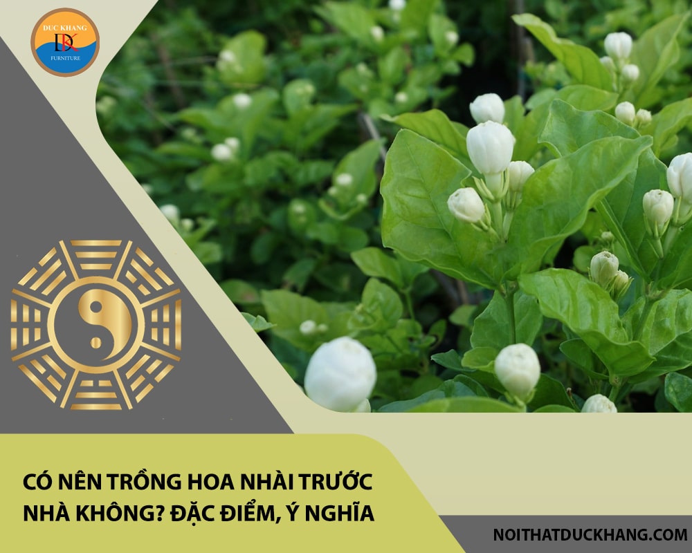 Có nên trồng hoa nhài trước nhà không? Đặc điểm, ý nghĩa Có nên trồng hoa nhài trước nhà không? Đặc điểm, ý nghĩa