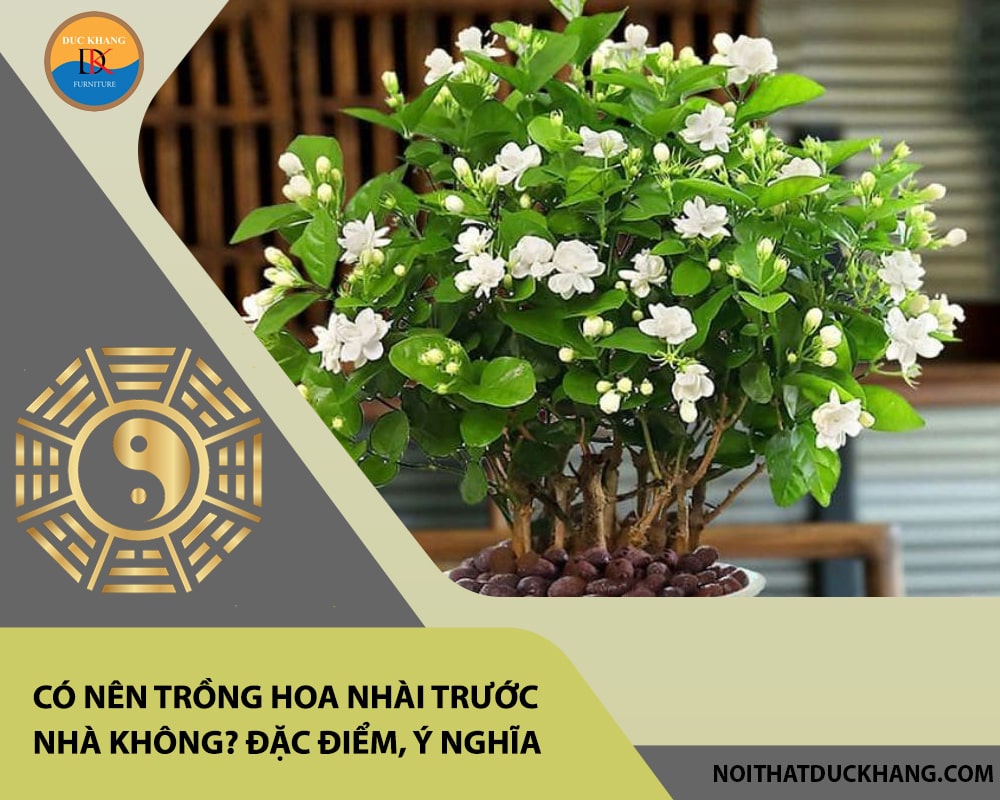 Có nên trồng hoa nhài trước nhà không? Đặc điểm, ý nghĩa Có nên trồng hoa nhài trước nhà không? Đặc điểm, ý nghĩa