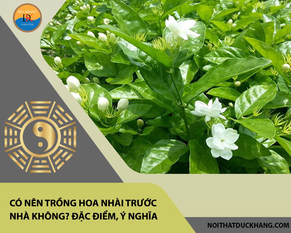 Có nên trồng hoa nhài trước nhà không? Đặc điểm, ý nghĩa Có nên trồng hoa nhài trước nhà không? Đặc điểm, ý nghĩa