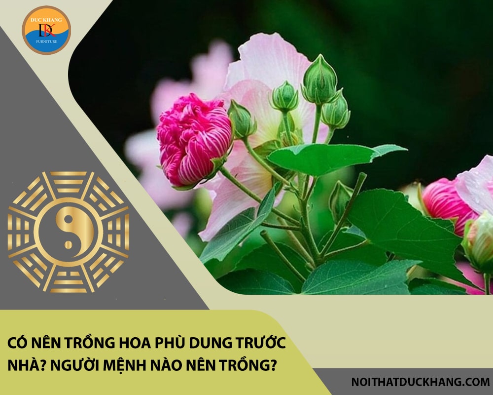 Có nên trồng hoa phù dung trước nhà? Người mệnh nào nên trồng?