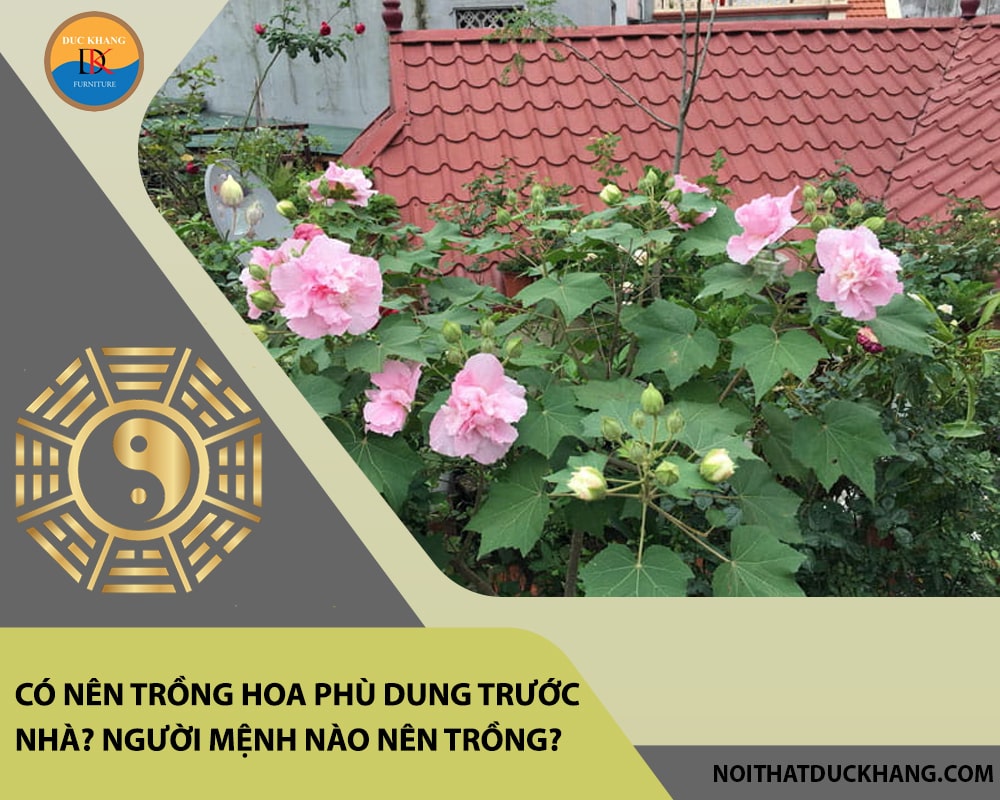 Có nên trồng hoa phù dung trước nhà? Người mệnh nào nên trồng?