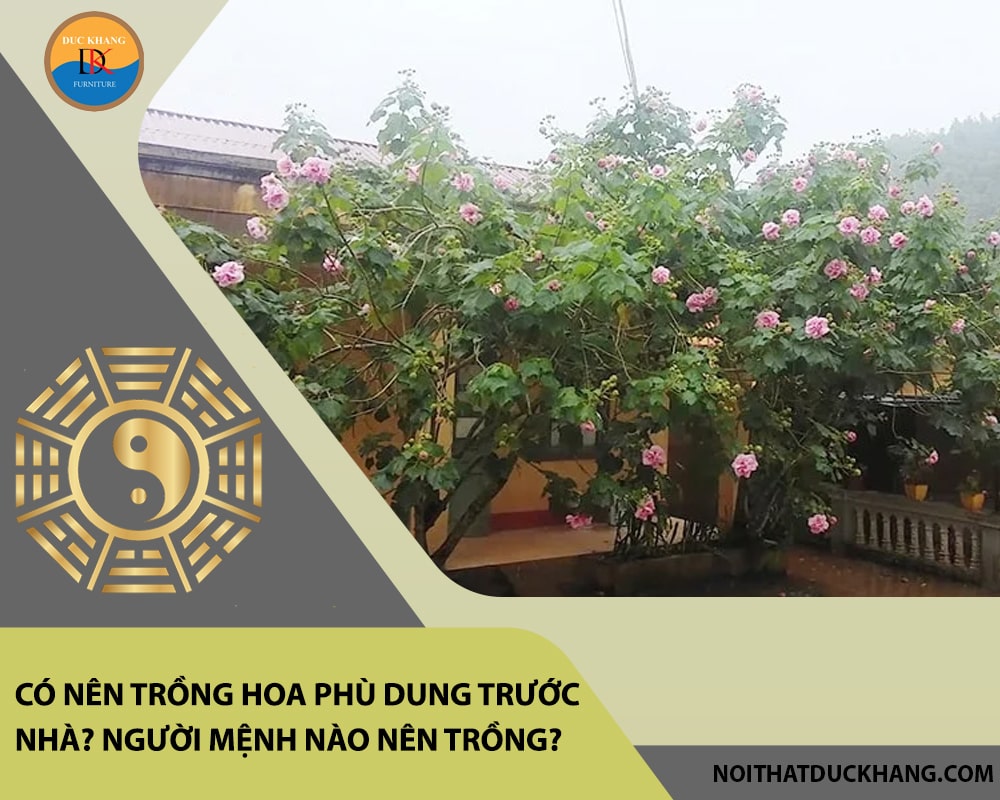 Có nên trồng hoa phù dung trước nhà? Người mệnh nào nên trồng?