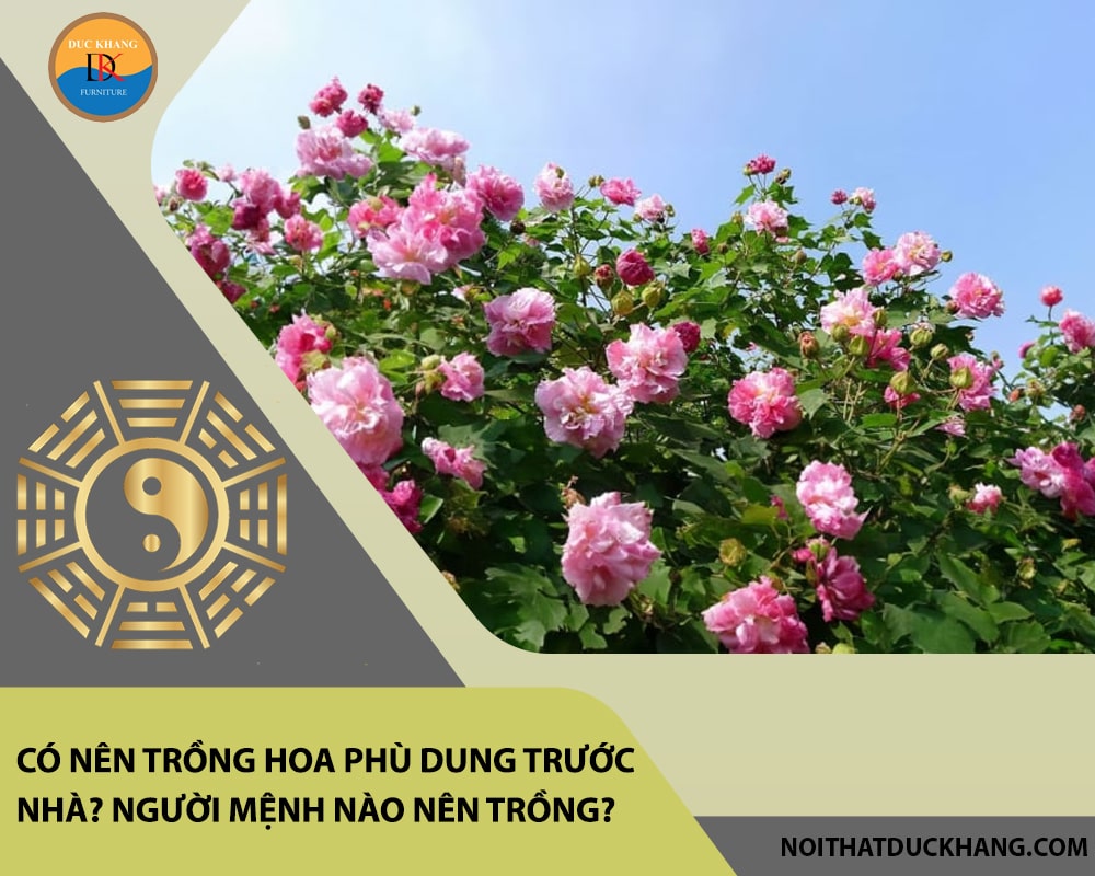 Có nên trồng hoa phù dung trước nhà? Người mệnh nào nên trồng?
