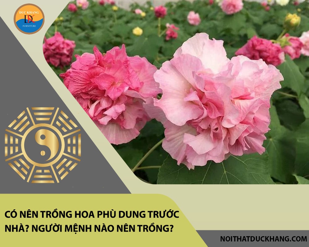 Có nên trồng hoa phù dung trước nhà? Người mệnh nào nên trồng?